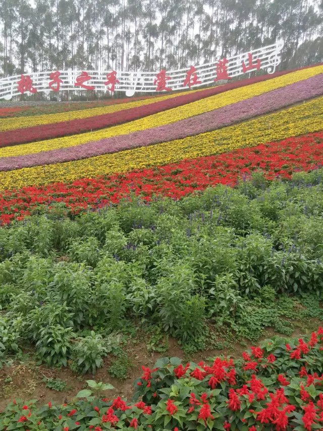 花海